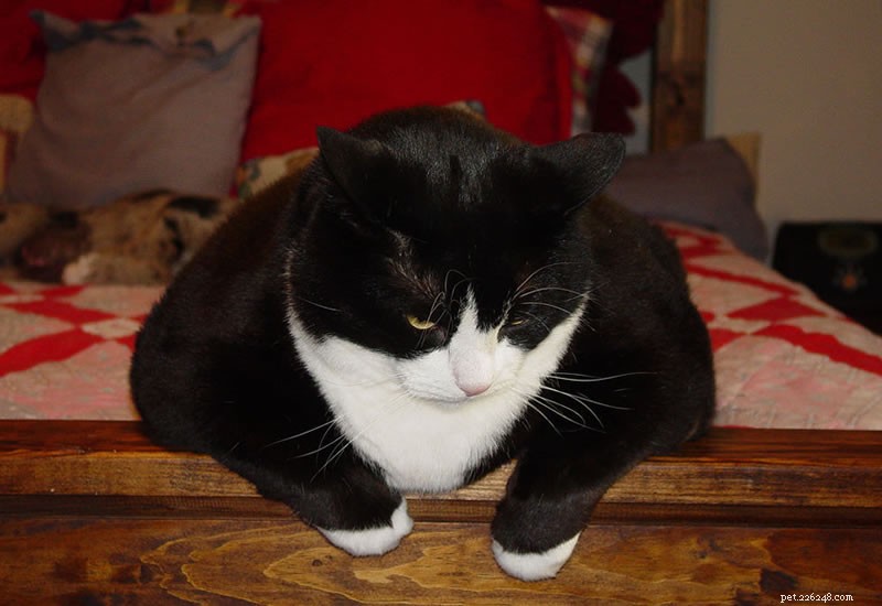 Smooth Moves: Relocating Safely with Your Cat