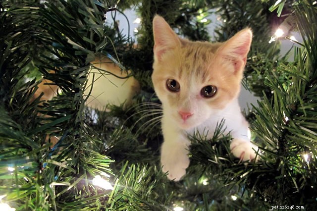 When Cats Encounter Christmas Trees: Risks, Real Stories, and Safety Tips