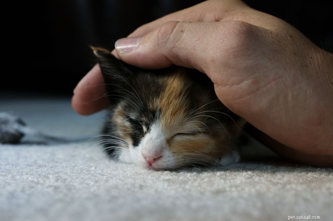 Do Cats Really Know Their Names? Understanding Their Responses