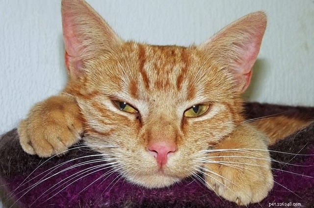 Top Indoor Cat Toys: Keep Your Feline Happy & Healthy