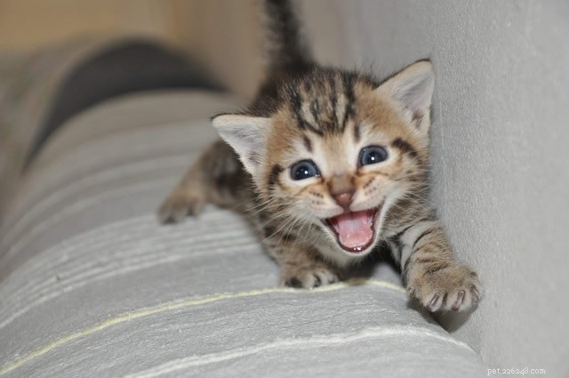 Top Indoor Cat Toys: Keep Your Feline Happy & Healthy