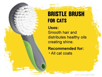 How to Pick the Perfect Cat Brush for a Healthy, Tangle-Free Coat