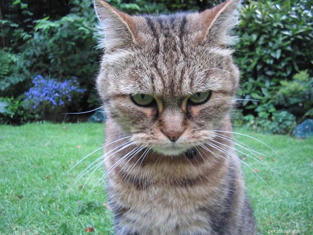 Why Does My Cat Attack Me? Causes, Prevention, and Solutions