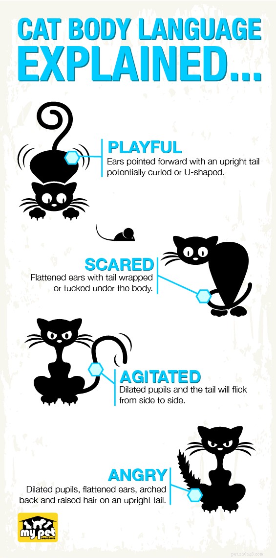 Why Does My Cat Attack Me? Causes, Prevention, and Solutions