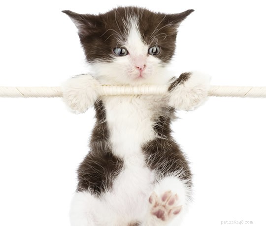 5 Proven Tips for Raising Healthy, Strong Kittens