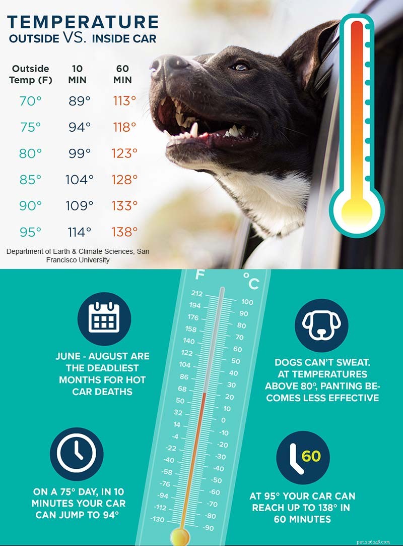 Protect Your Pets: Expert Tips to Keep Them Safe in Summer Heat