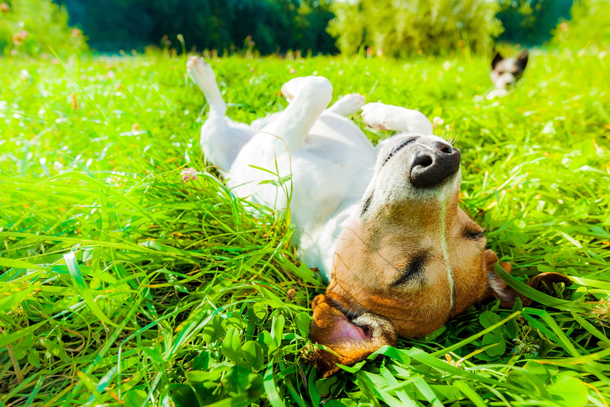 Do Dogs Truly Enjoy Music? How Sound Can Calm and Comfort Them