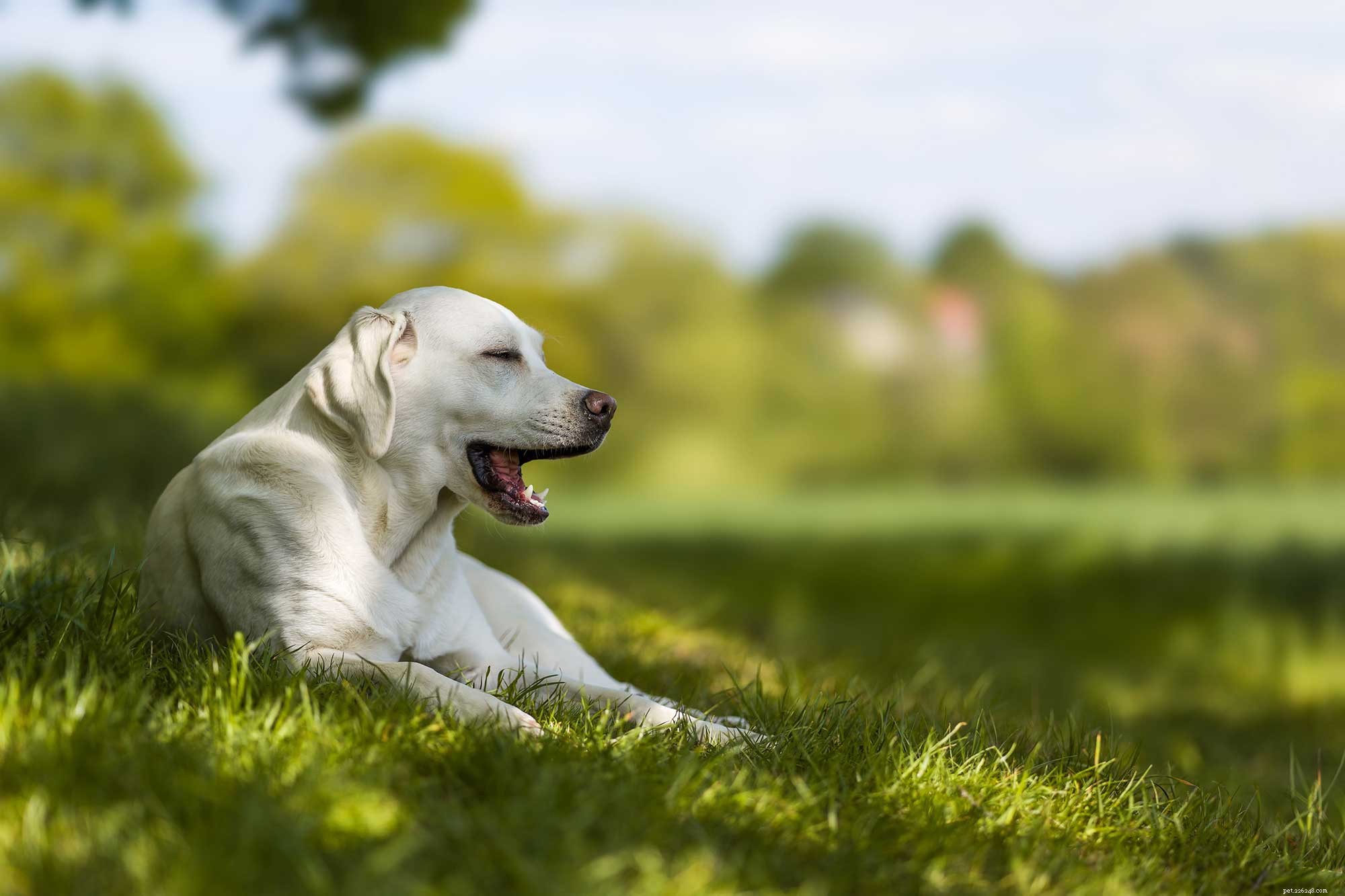 Do Pets Dream? Exploring the Mystery Behind Animal Sleep