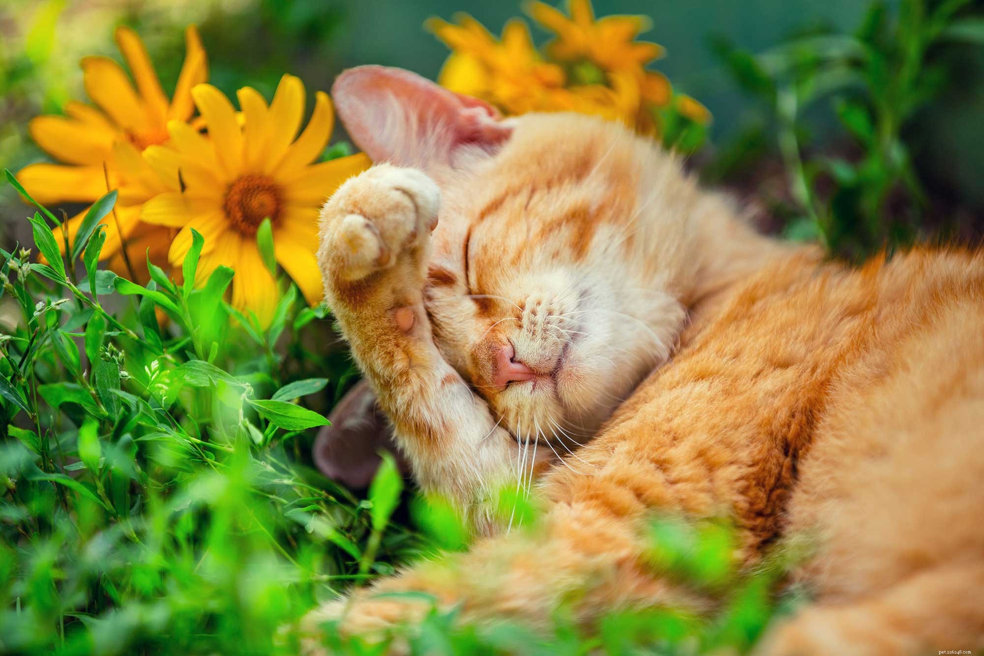 Do Pets Dream? Exploring the Mystery Behind Animal Sleep