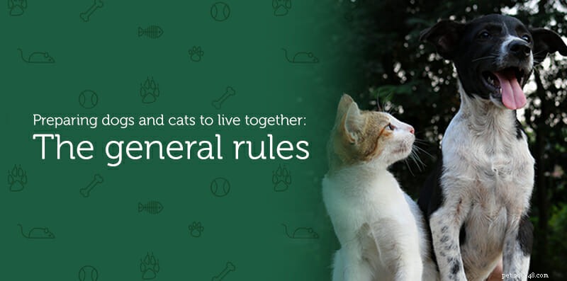 Puppy & Kitten Harmony: A Guide to Peaceful Co‑Living