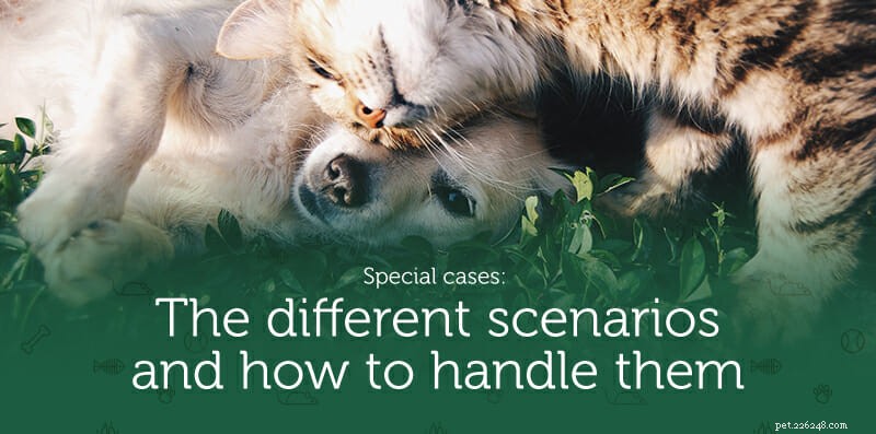 Puppy & Kitten Harmony: A Guide to Peaceful Co‑Living