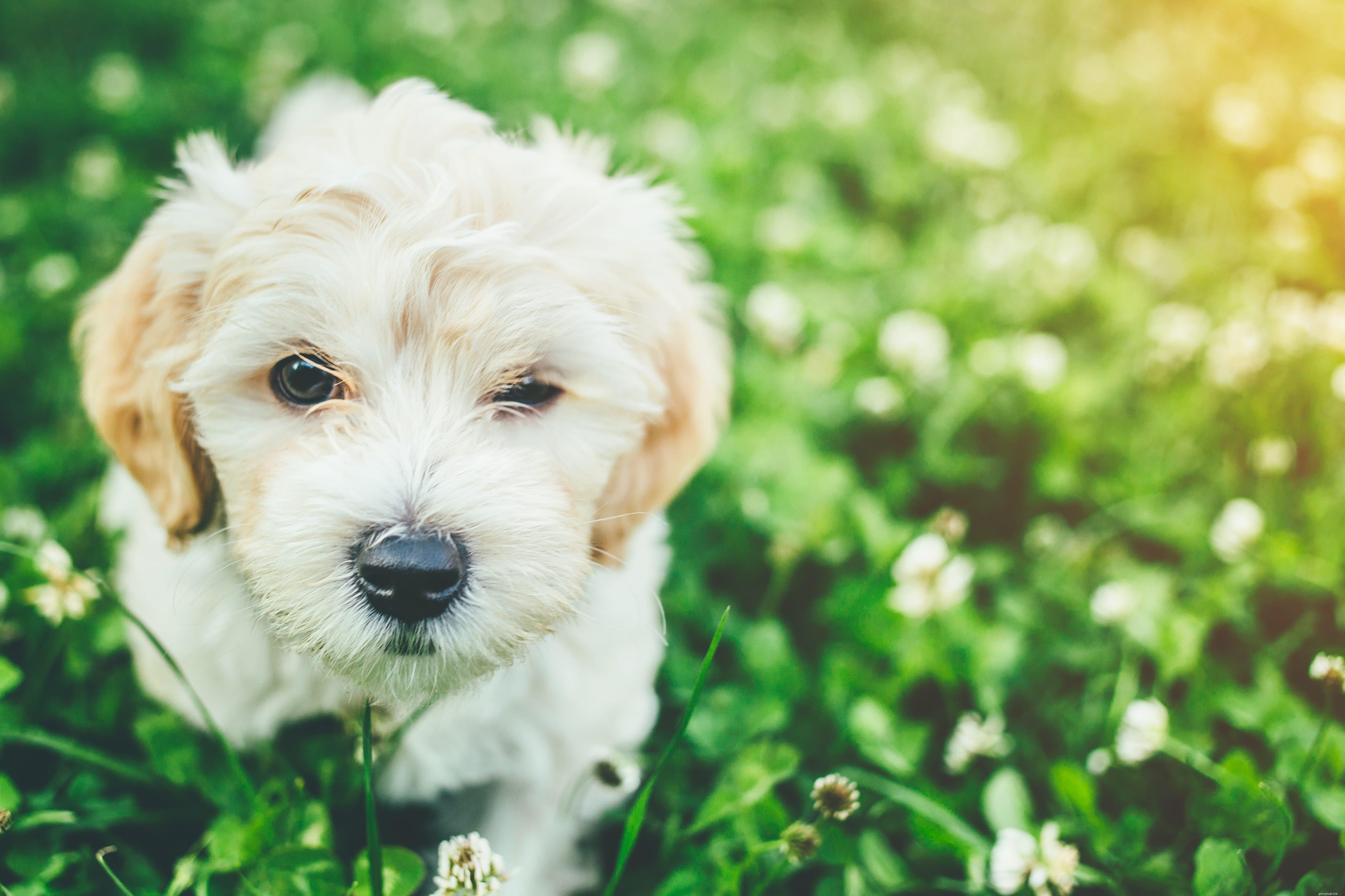 Comprehensive Dog Health Guide: From Puppy to Senior Care