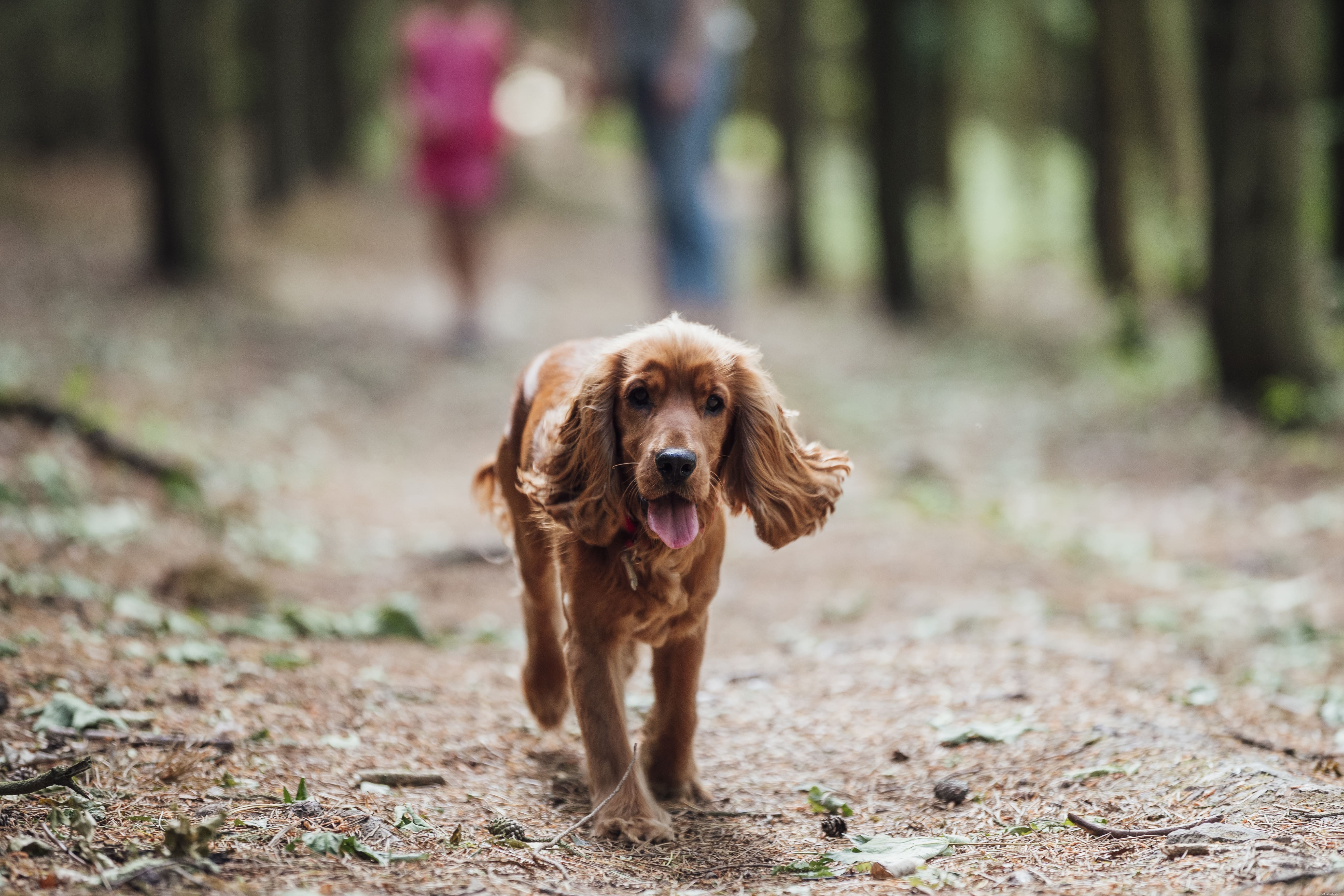 Comprehensive Dog Health Guide: From Puppy to Senior Care