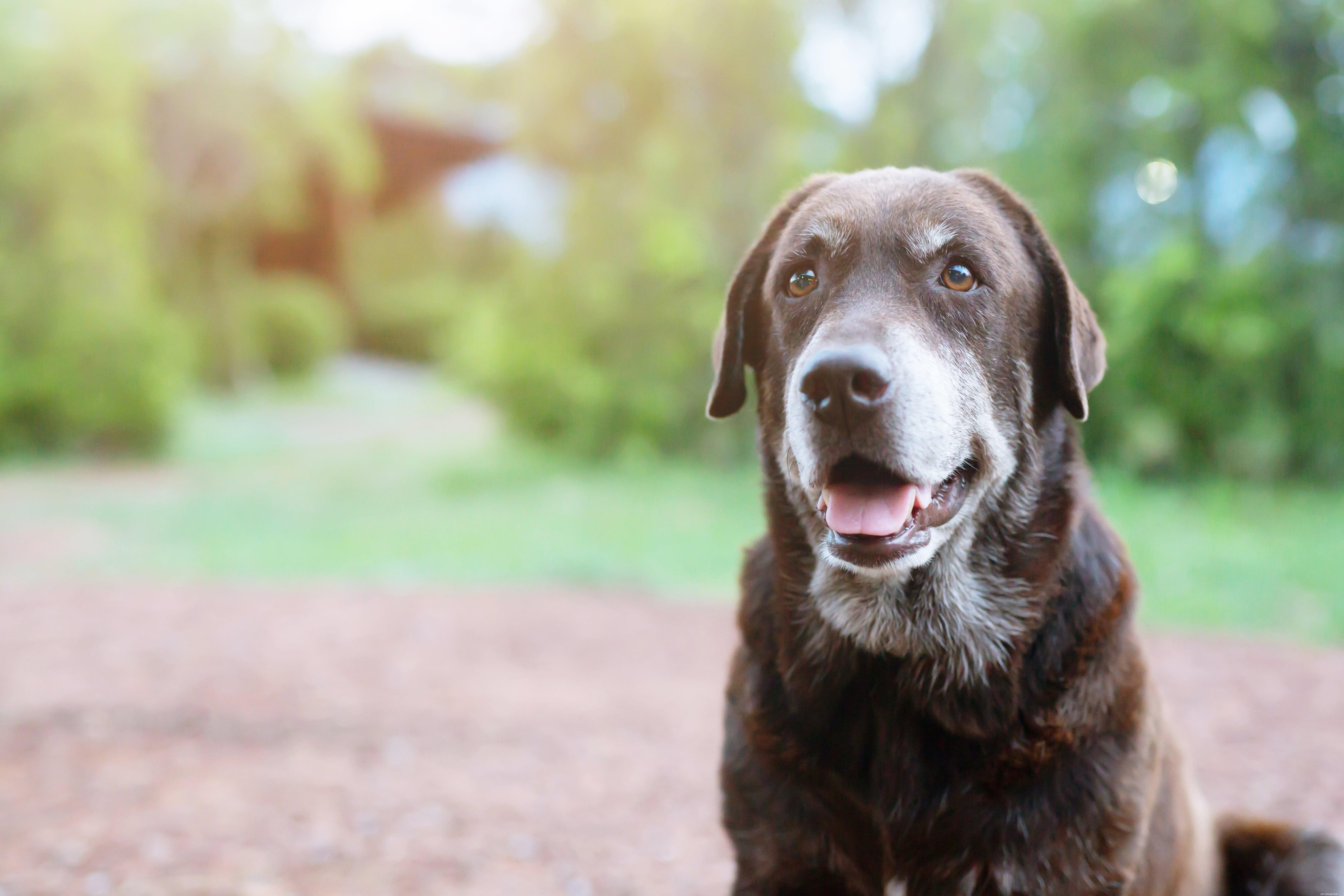 Comprehensive Dog Health Guide: From Puppy to Senior Care