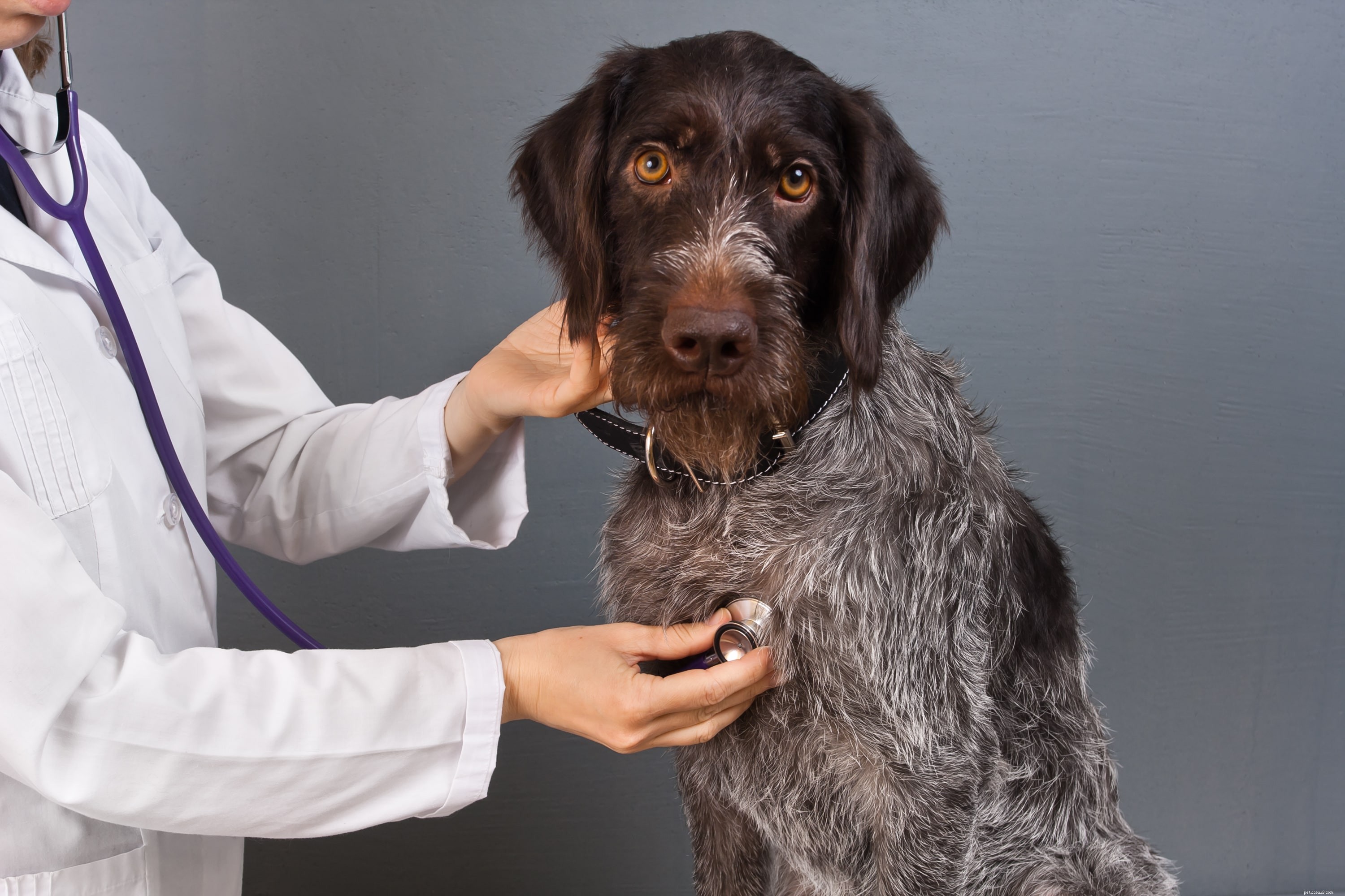 How to Find the Right Veterinarian for Your Dog