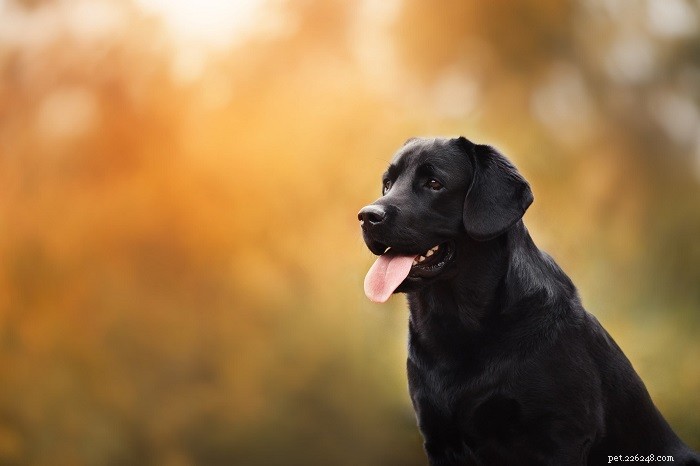 Guide to Caring for Cats & Dogs with Disabilities