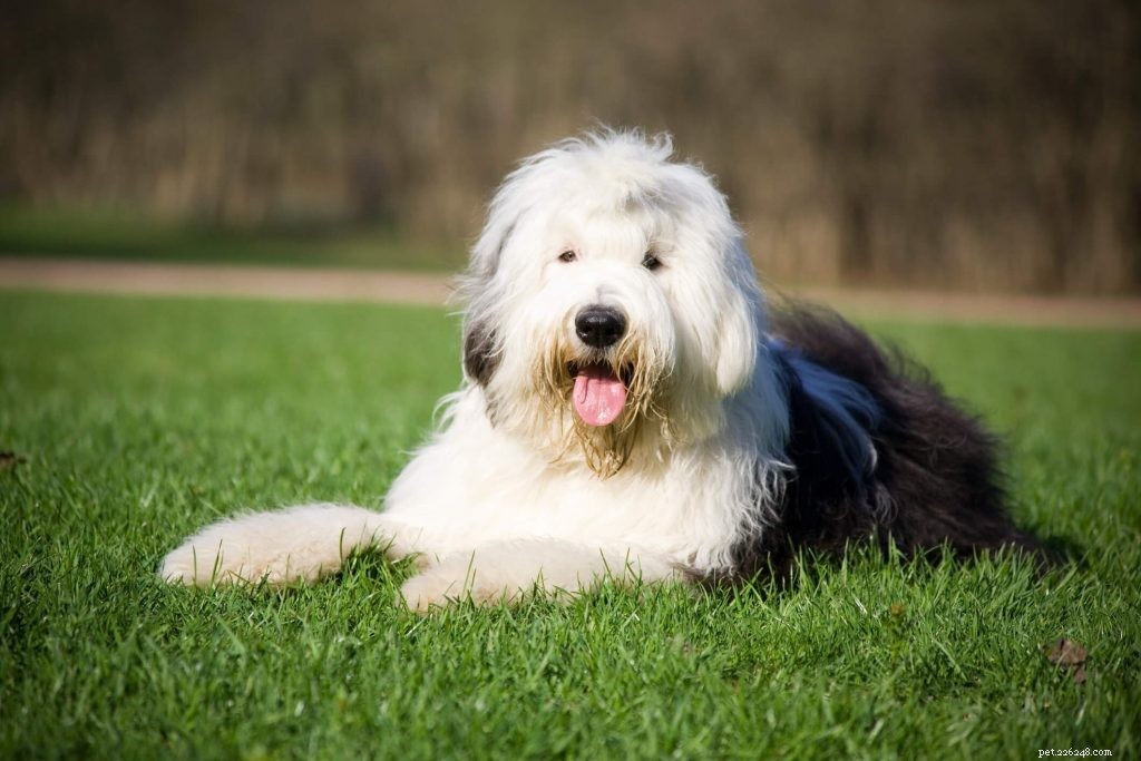 Comprehensive Dog Grooming Guide: Tips, Tools & Care for Every Breed