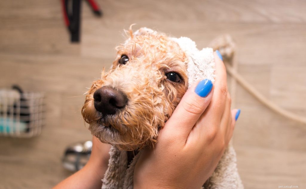 Comprehensive Dog Grooming Guide: Tips, Tools & Care for Every Breed