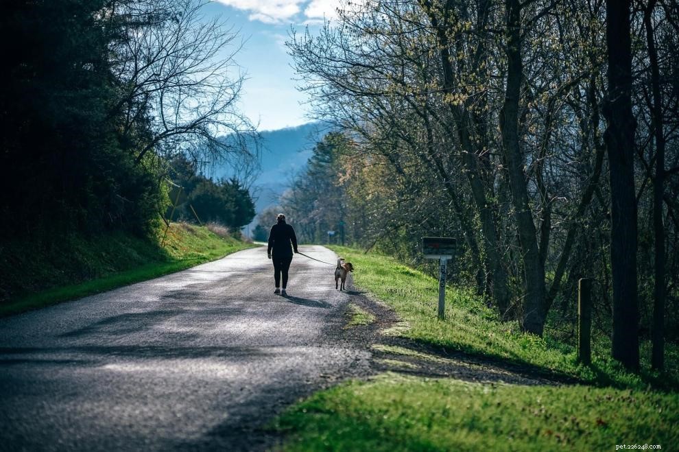 Explore the Best Dog Walking Types for Health & Happiness