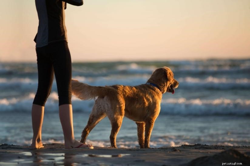 Explore the Best Dog Walking Types for Health & Happiness