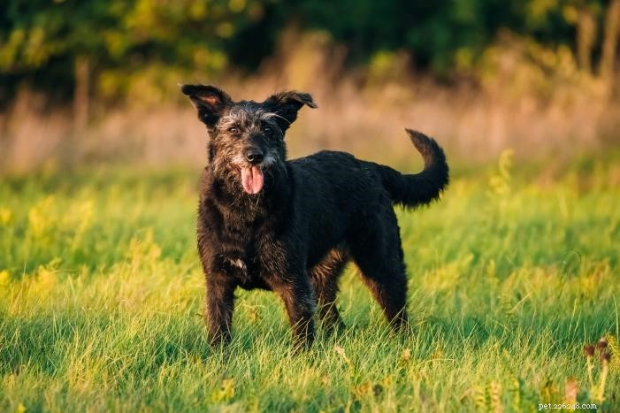 Essential Care Tips for Senior Dogs: Keep Them Healthy & Happy