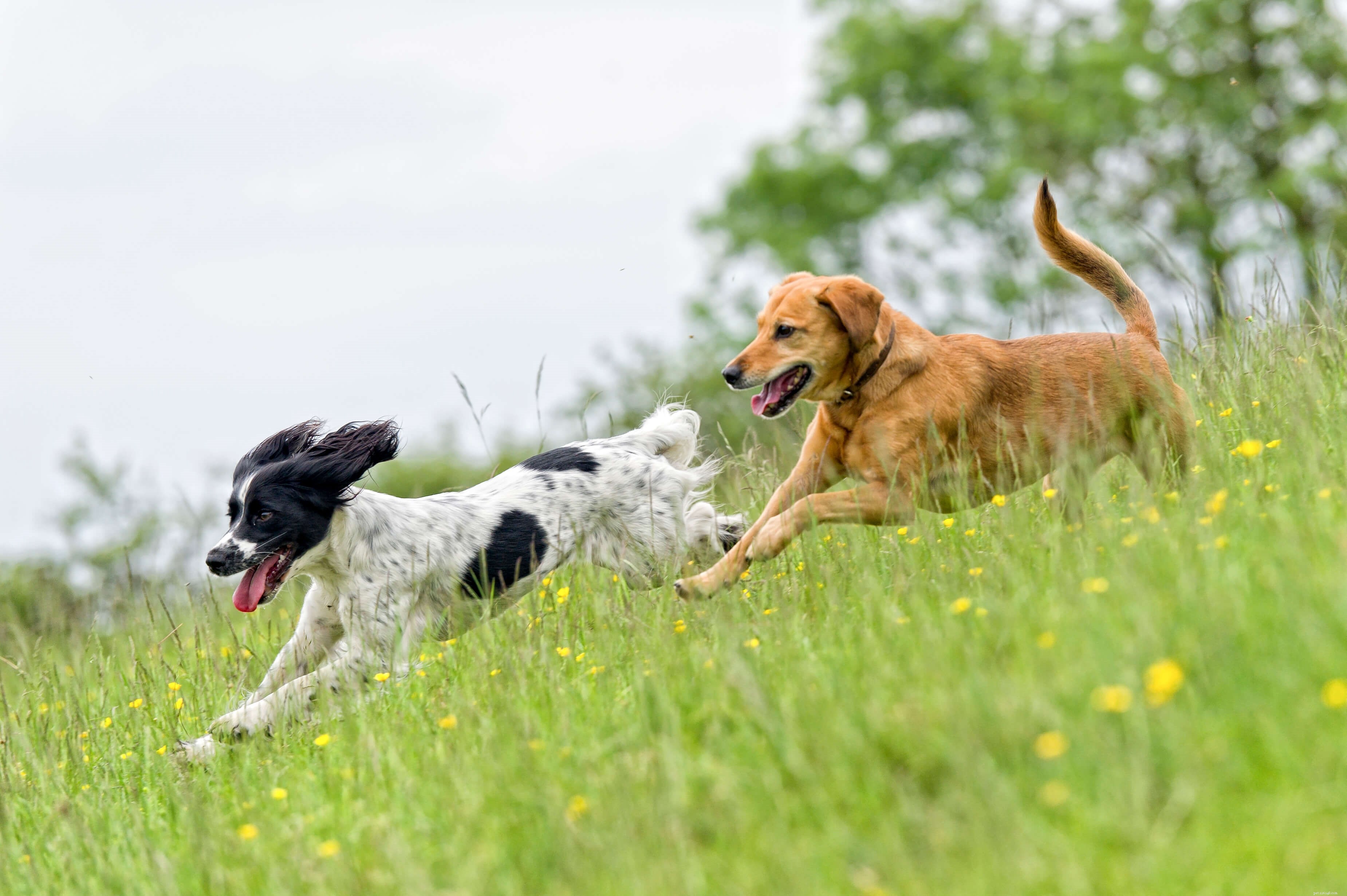 Essential Dog Teeth Cleaning Tips for Healthy Canine Dental Care