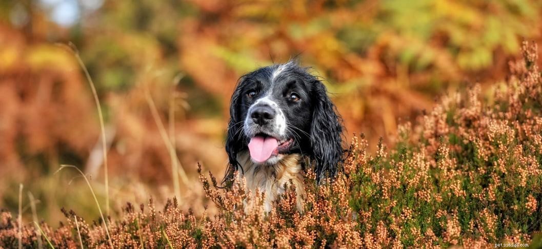 Essential Dog Teeth Cleaning Tips for Healthy Canine Dental Care