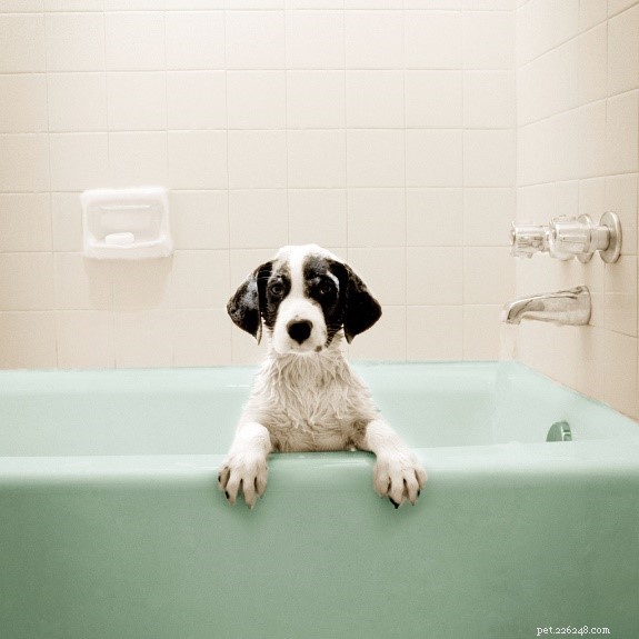 When and How to Bathe Your Dog: A Complete Guide