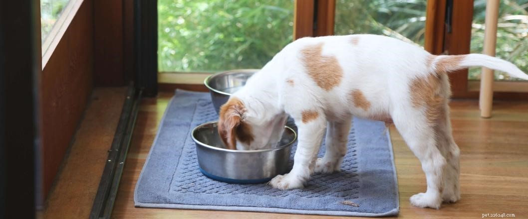 Why Choose a Grain-Free Diet for Your Dog