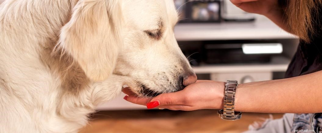 Why Choose a Grain-Free Diet for Your Dog