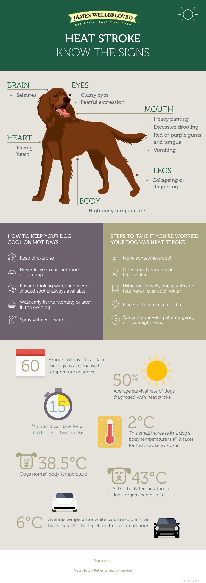 Recognizing Heat Stroke Symptoms in Dogs: A Guide for Owners