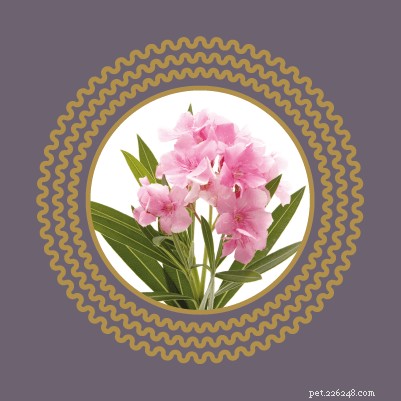 Avoid Pet Poisoning: Toxic Plants and Flowers Dangerous to Cats and Dogs