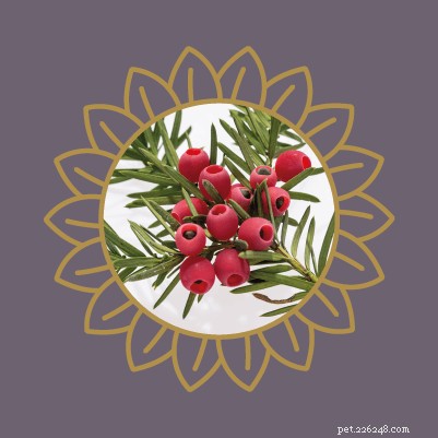 Avoid Pet Poisoning: Toxic Plants and Flowers Dangerous to Cats and Dogs
