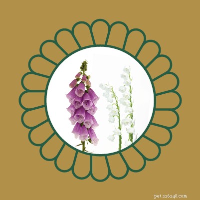 Avoid Pet Poisoning: Toxic Plants and Flowers Dangerous to Cats and Dogs