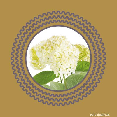 Avoid Pet Poisoning: Toxic Plants and Flowers Dangerous to Cats and Dogs