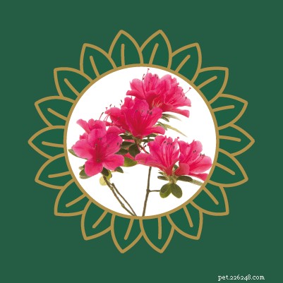 Avoid Pet Poisoning: Toxic Plants and Flowers Dangerous to Cats and Dogs