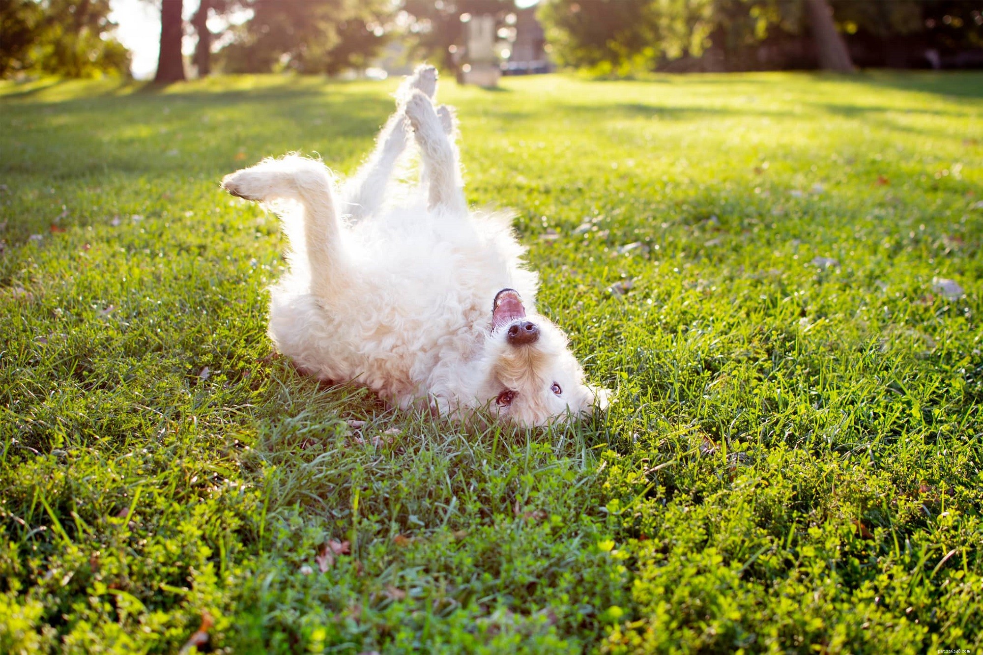 Master Simple Dog Tricks: Roll Over, Spin, and Shake Hands
