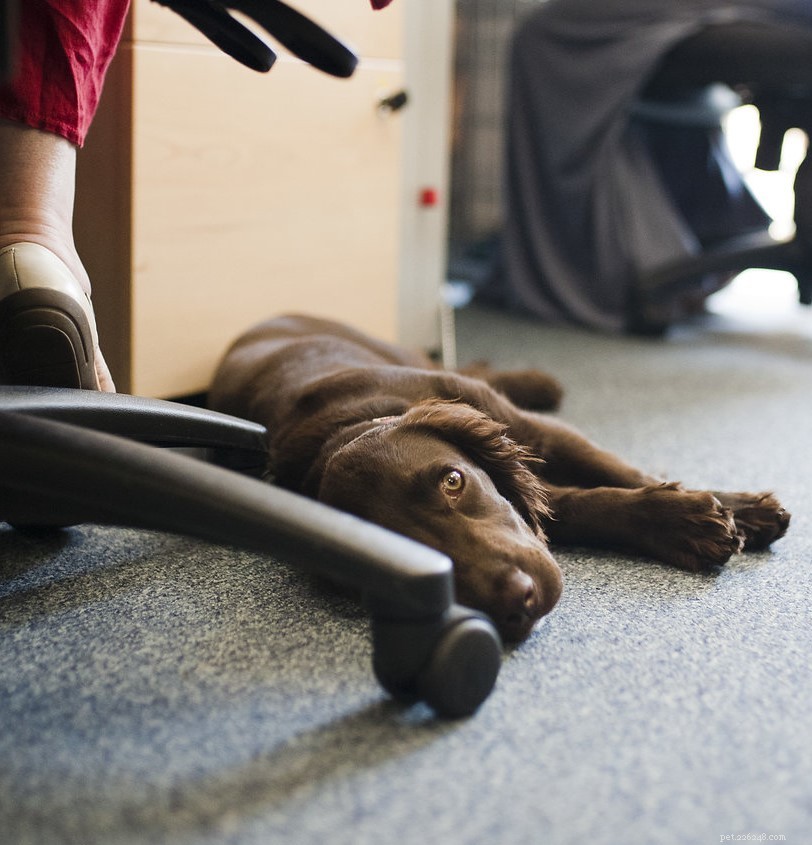 How Office Dogs Boost Productivity, Reduce Stress, and Foster Team Bonding