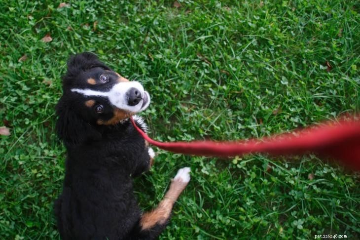 Master Lead Training: A Step‑by‑Step Guide to Walking Your Dog Calmly