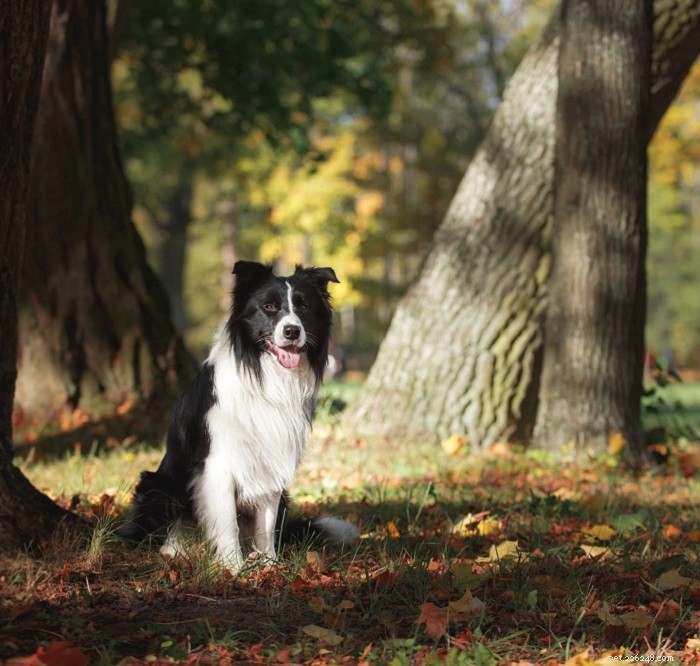 Dogs & Humans: A Timeless Partnership Through History