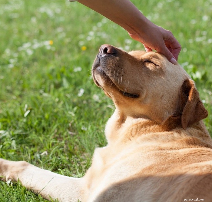 Dogs & Humans: A Timeless Partnership Through History