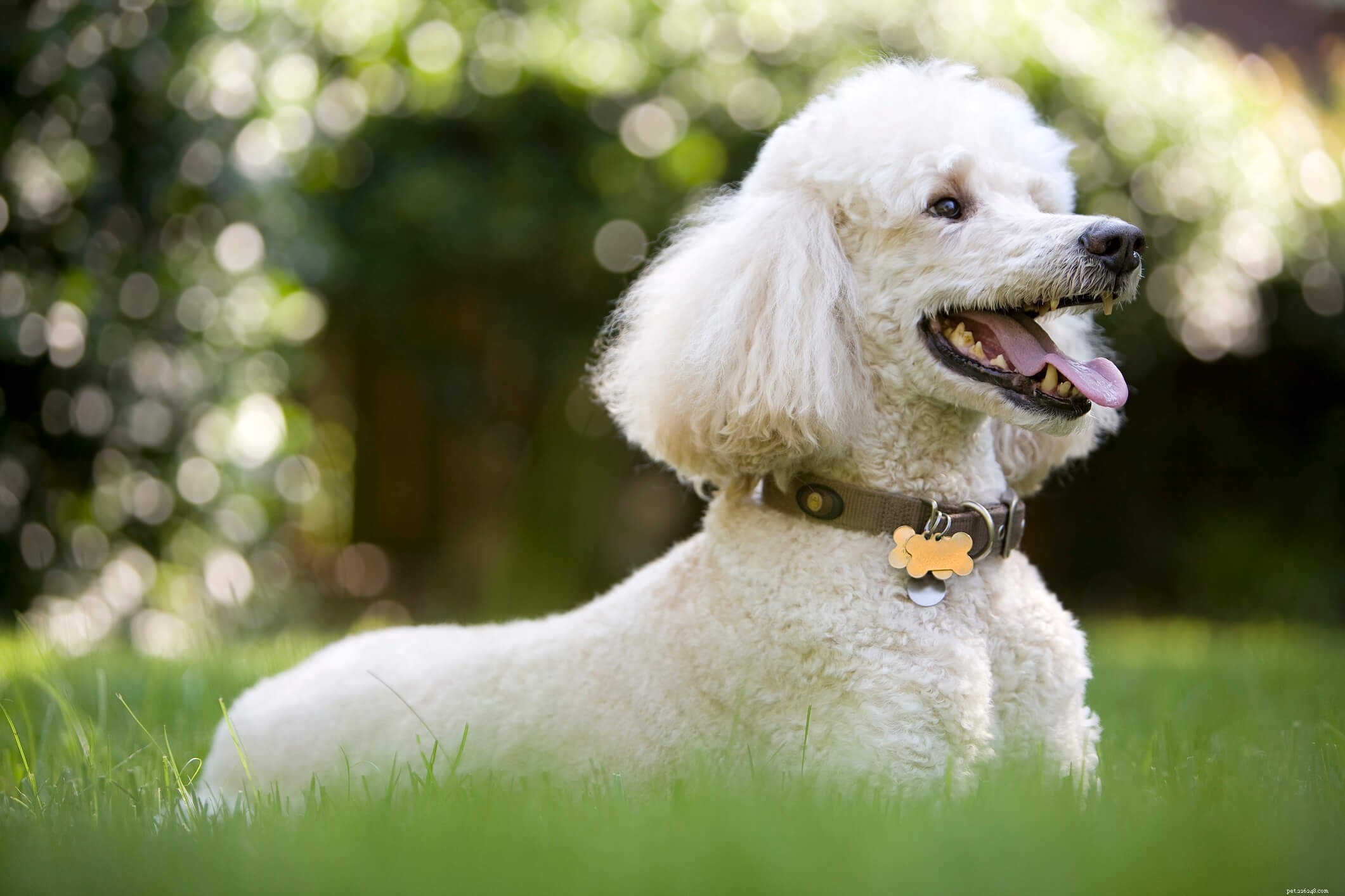Top Dog Breeds for Allergy-Friendly Homes
