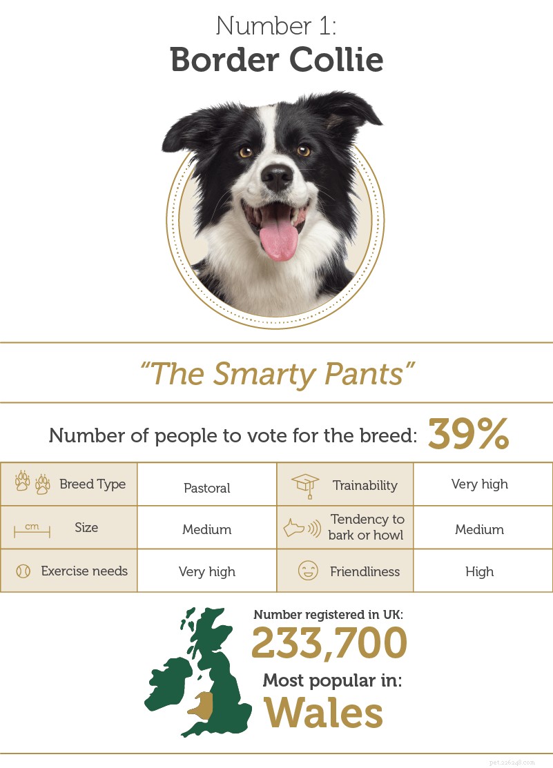 Discover the UK s Top Smart Dog Breeds: Intelligence & Traits Explained