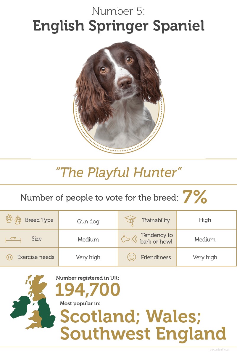Discover the UK s Top Smart Dog Breeds: Intelligence & Traits Explained
