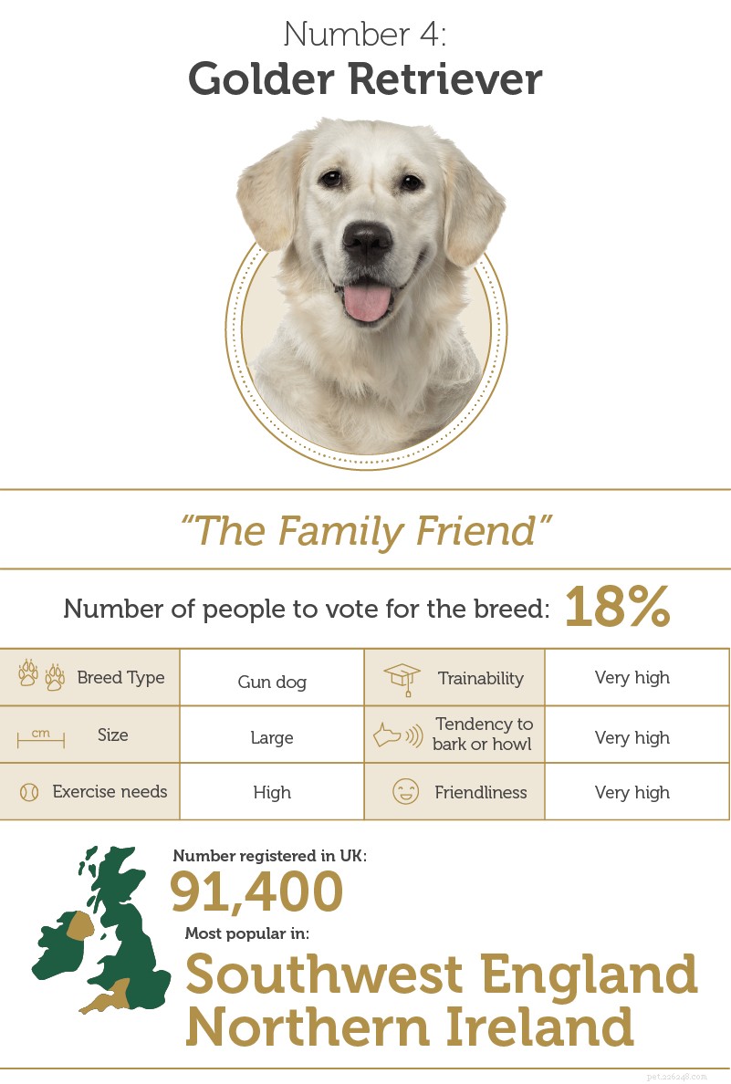 Discover the UK s Top Smart Dog Breeds: Intelligence & Traits Explained