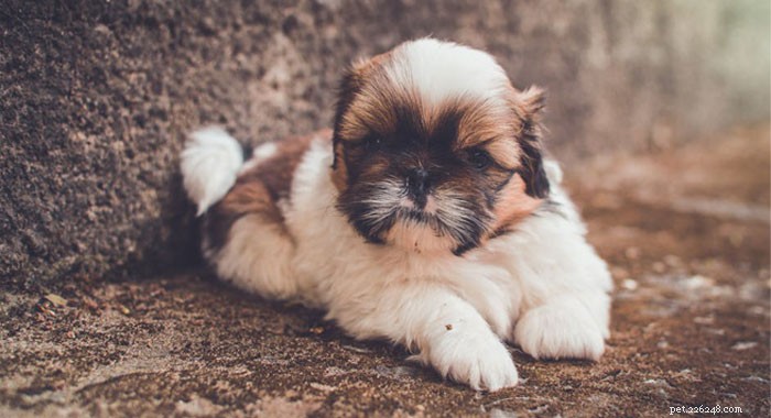 Top UK Small & Toy Dog Breeds: Popular Choices for Pet Lovers