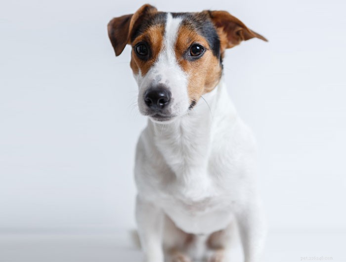 Top UK Small & Toy Dog Breeds: Popular Choices for Pet Lovers
