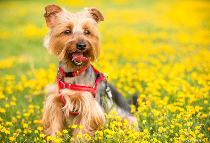 Top UK Small & Toy Dog Breeds: Popular Choices for Pet Lovers
