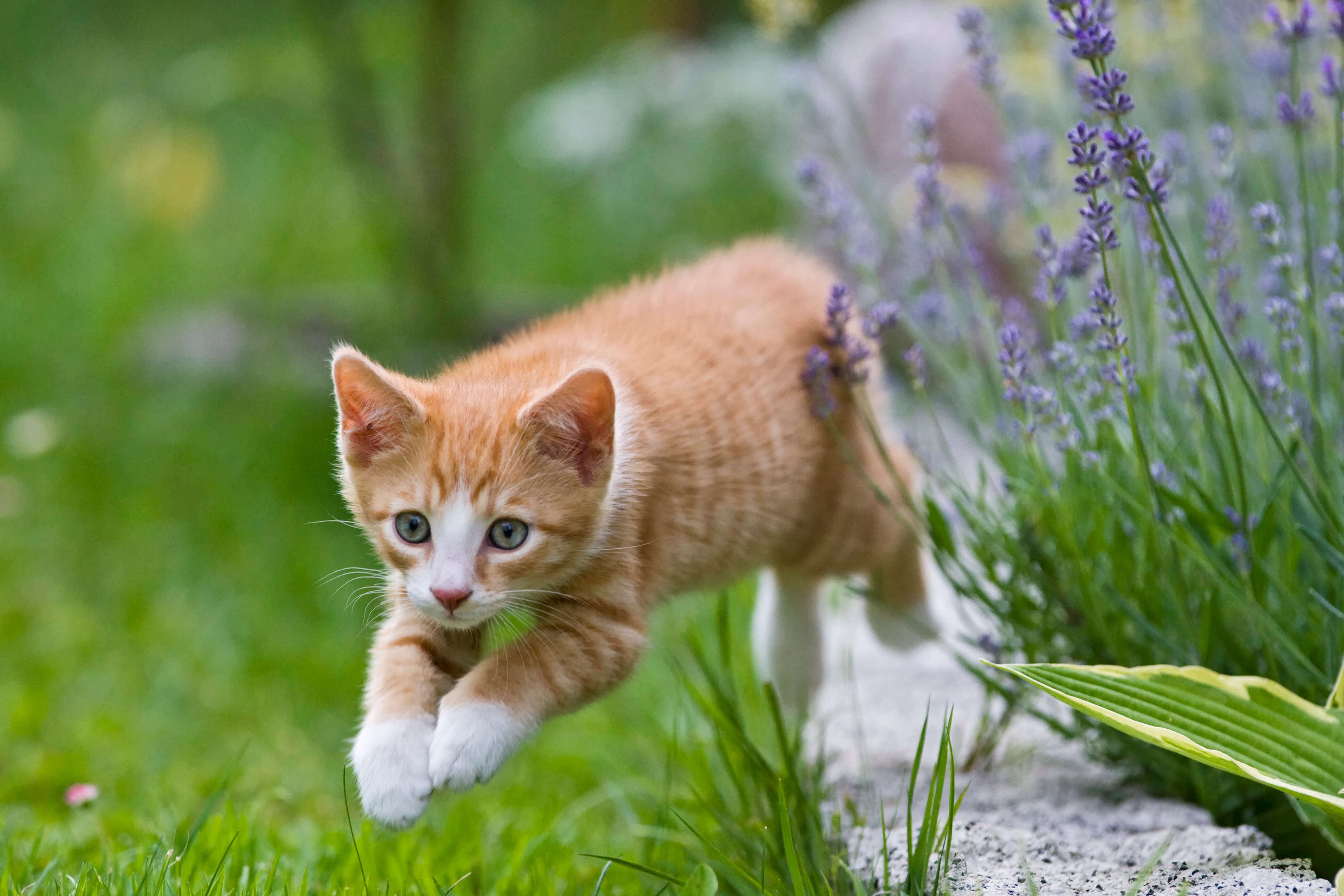 Boost Your Indoor Cat s Well-Being with Engaging Mental Stimulation