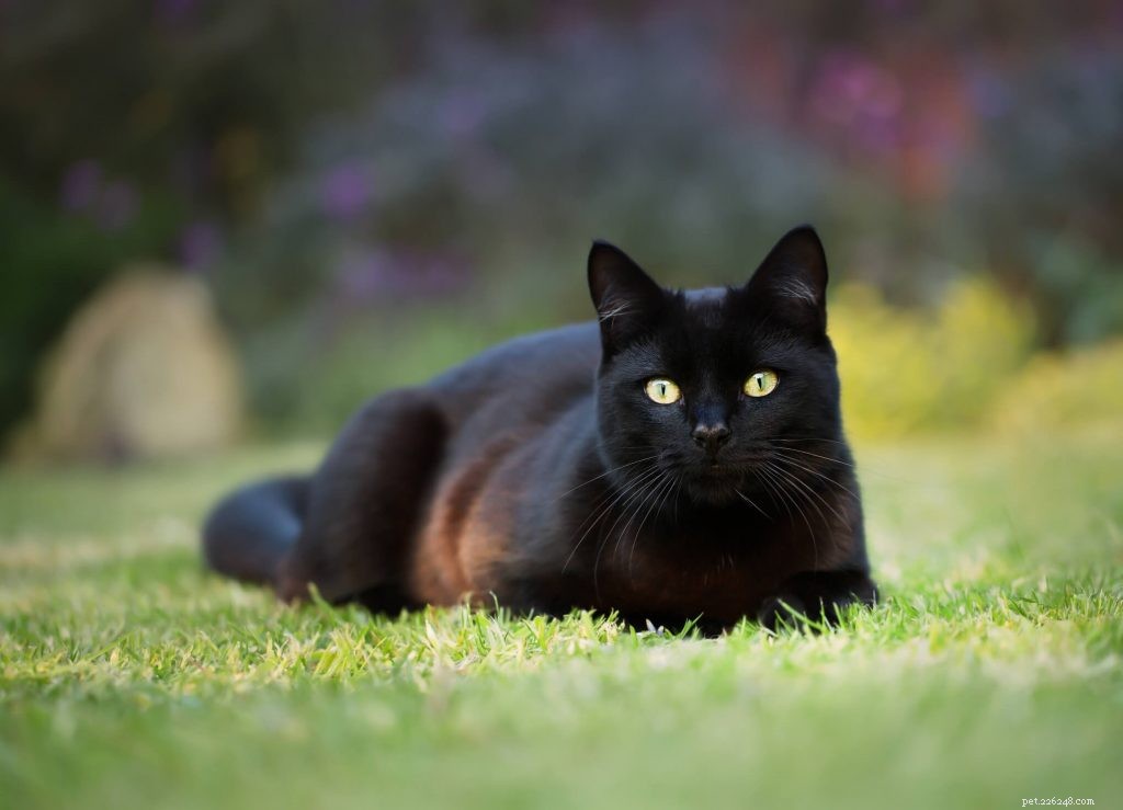 10 Unbelievable Cat Facts: From 9,500 Years of Companionship to Modern Surprises